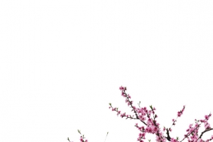 杏花花瓣