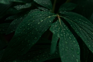 树叶 水滴 植物 深色 4k壁纸 3840x2160