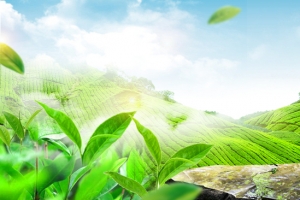 春茶梯田景色渐变绿banner