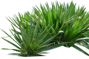 野生蒲草