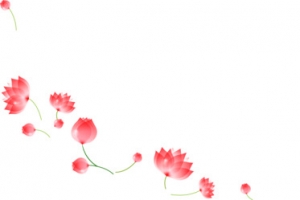 唯美花朵飘落