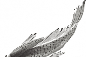 水墨鲤鱼图片素材