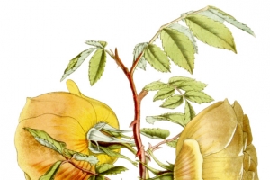 复古植物花卉插画