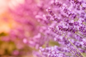 薰衣草 花 花序 模糊 4k壁纸 3840x2160