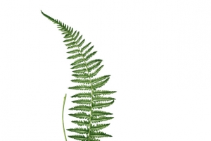绿植含羞草素材