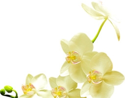 花瓣png素材
