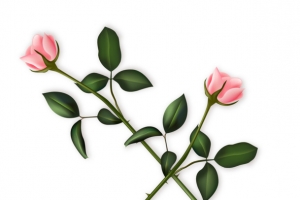 矢量手绘玫瑰花枝