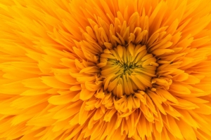 花 黄色 花瓣 阳光花 特写 4k壁纸 3840x2160