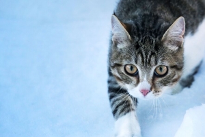 猫 运动 爪子 宠物 4k壁纸 3840x2160