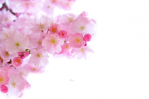 日本粉色清新樱花