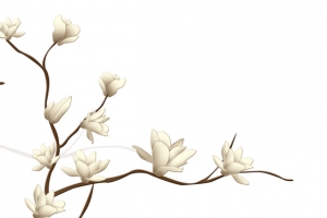 玉兰花