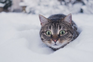 猫 宠物 有趣 一瞥 雪 冬季 4k壁纸 3840x2160