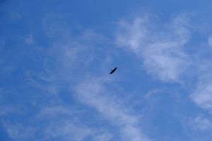 鸟 翅膀 天空 底部视图 4k壁纸 3840x2160