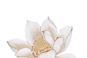 盛开的白色莲花