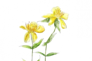 手绘黄色菊花花朵