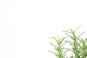 右下角绿色植物png素材