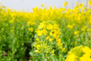 油菜花 蜜蜂 4K壁纸图片