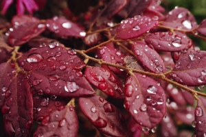 树叶 雨 滴 宏观 4k壁纸 3840x2160