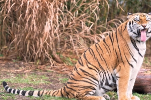 老虎 咧嘴笑 捕食者 大猫 4k壁纸 3840x2160