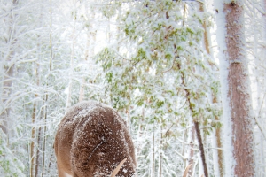 冬季树林麋鹿大雪圣诞节海报背景