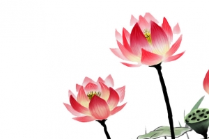 荷花