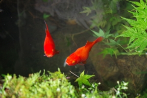 金魚4k壁纸
