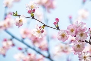 春天樱花风景4K高清壁纸3840x2160免费下载