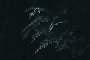 分支 thuja 针 深色 绿色 4k壁纸 3840x2160