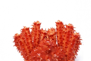 帝王蟹高清PNG透明图片-动物装饰元素设计素材免费下载