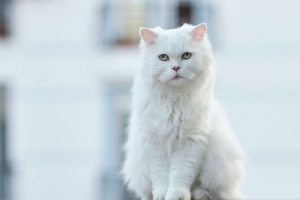 猫 宠物 一瞥 蓬松的 4k壁纸 3840x2160