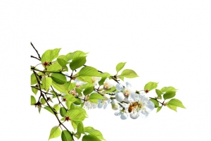 绿荔枝