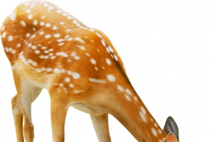 喝水梅花鹿医疗主题高清PNG透明动物装饰素材免费下载