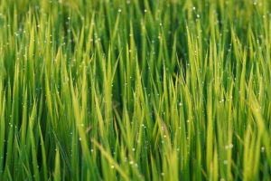 草 滴 露 雨 宏 植物 4k壁纸 3840x2160