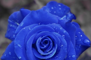 蓝色玫瑰花4k图片壁纸