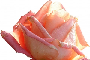 玫瑰花鲜花纸花高清PNG透明素材-节日情人节设计图片免费下载