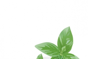 薄荷叶子