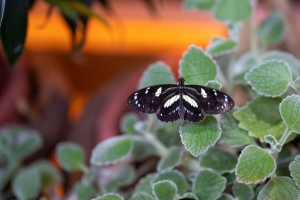  neptis rivularis 蝴蝶 树叶 宏观 4k壁纸 3840x2160