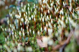 苔藓 植物 宏观 4k壁纸 3840x2160