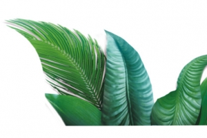 热带植物大叶子