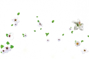 花瓣