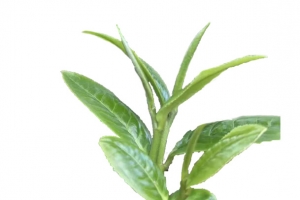 茶叶素材图片欢迎下载
