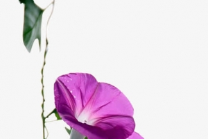 紫色牵牛花图片