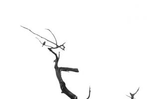 树枝