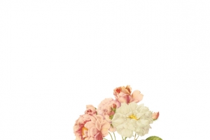 玫瑰手绘写实鲜花