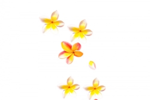 黄色小花