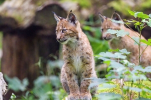山猫 小猫 动物 自然保护区 可爱的 4k壁纸 3840x2160