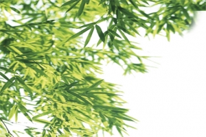绿色清新竹叶风景竹林
