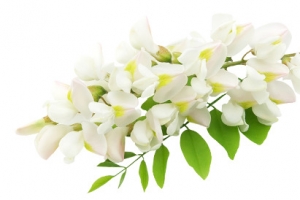绿叶白色洋槐花图片