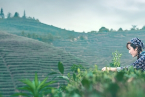 小清新采茶女背景banner