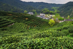 茶园背景图